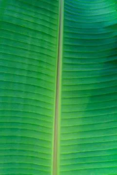 Banana leaf close up Stock Photos