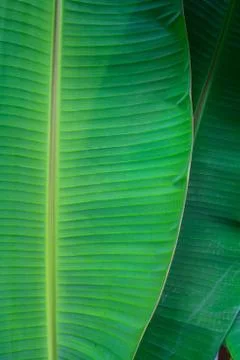 Banana leaf close up Stock Photos