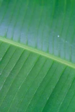 Banana leaf close up Stock Photos