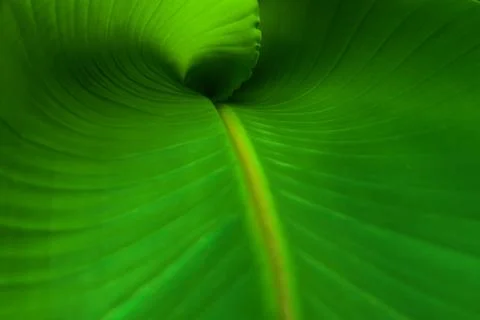 Banana Leaf Close Up Stock Photos