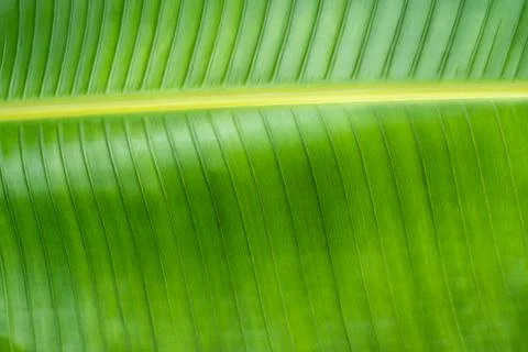 Banana leaf close-up. Stock Photos