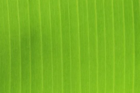 Banana leaf close up texture background. Stock Photos