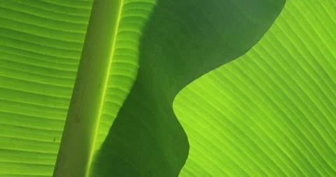 Banana Leaf closeup Stock Footage 320299573