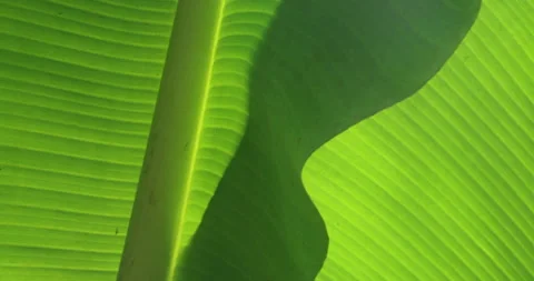 Banana Leaf closeup Stock Footage 320299595