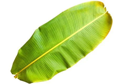 Banana Leaf with colorful patterns on isolate. Stockfoto's
