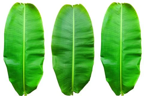 Banana Leaf with colorful patterns on isolate. 스톡 사진