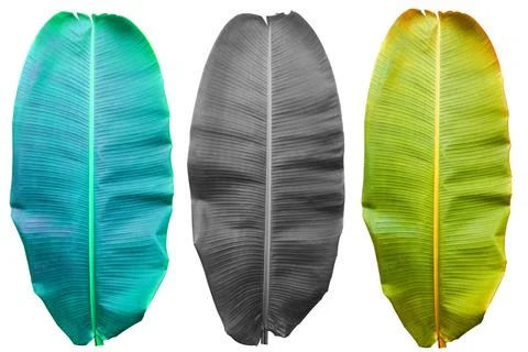 Banana Leaf with colorful patterns on isolate. Stockfoto's
