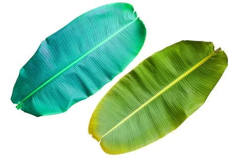 Banana Leaf with colorful patterns on isolate. Stockfoto's