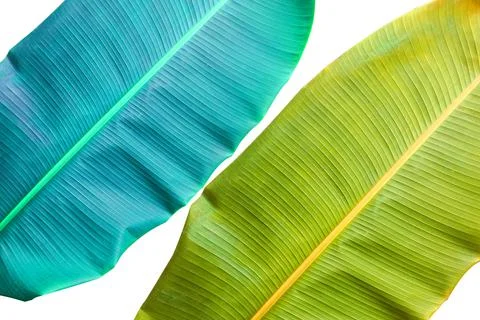 Banana Leaf with colorful patterns on isolate. Stockfoto's