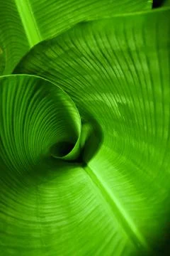 Banana Leaf curl Foto stock