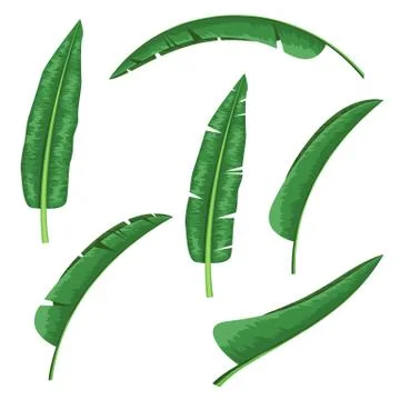 Banana leaf design element for tropical theme Stock Illustration