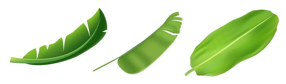 Banana leaf of element vector isolated .  Vector illustration. Illustrazione stock