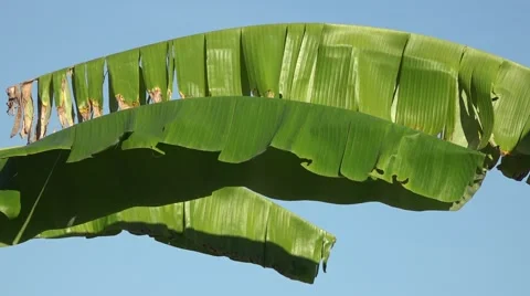 Banana leaf Stock Footage 47925988