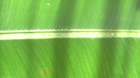 Banana leaf Stock Footage 109470518
