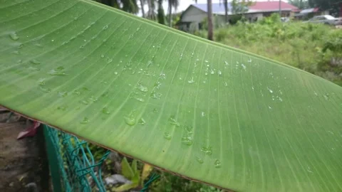 A banana leaf Stock Footage 145805566