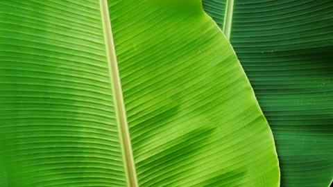 Banana leaf Stock Footage 189302875