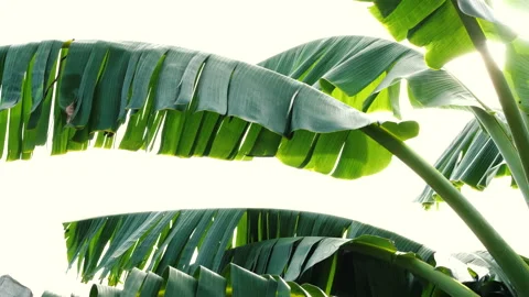 Banana leaf Stock Footage 203192520