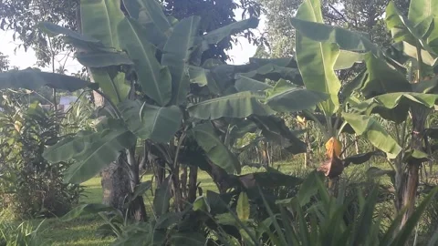 Banana leaf Stock Footage 237291112