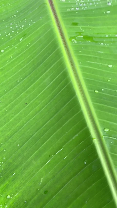 Banana leaf Stock Footage 329350043