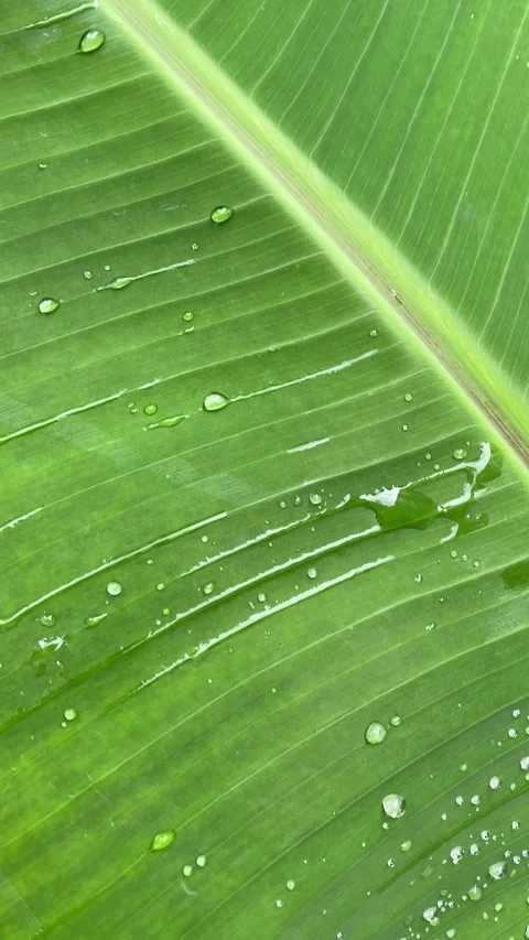 Banana leaf Stock Footage 329350071
