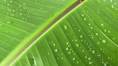 Banana leaf Stock Footage 329350095
