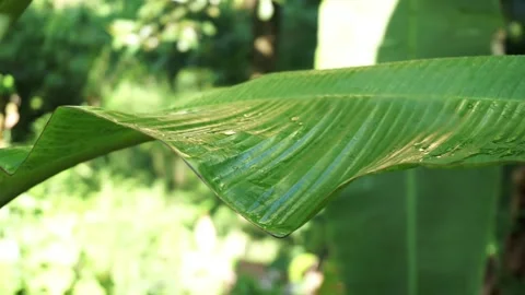 Banana Leaf in a Garden Setting Stock Footage 314148095