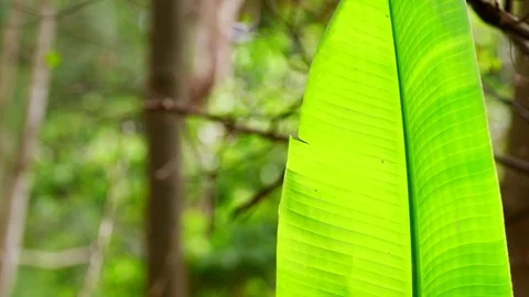 Banana Leaf in a Gentle Breeze Stock Footage 74643676