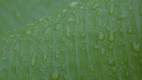Banana Leaf Heavy Rain Drops Stock Footage 338358100