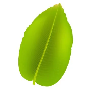 Banana leaf Stock Illustration