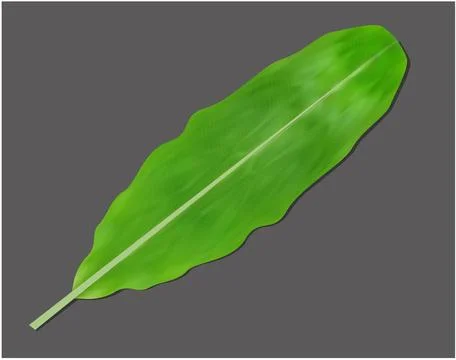Banana leaf Stock Illustration