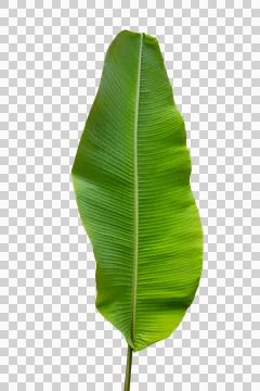 Banana leaf Isolate on transparent background PNG file Stock Photos
