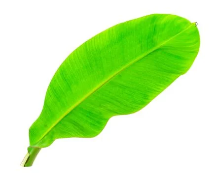 Banana leaf isolated Stock Photos