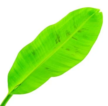 Banana leaf isolated Stock Photos