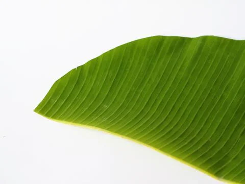 Banana leaf isolated white background, copy space for promoting traditional food Stock-Fotos