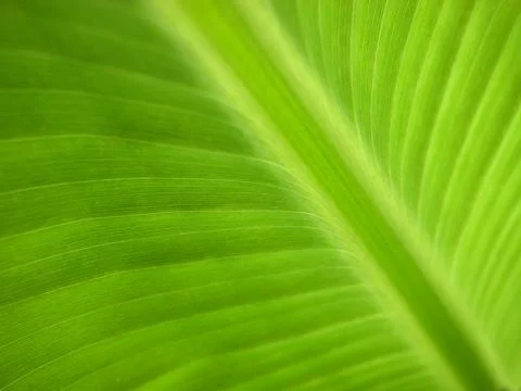 Banana leaf, macro Foto stock