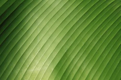 Banana leaf macro Stock Photos