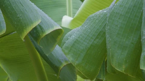 Banana Leaf Macro Texture After Rain Video stock 338358094