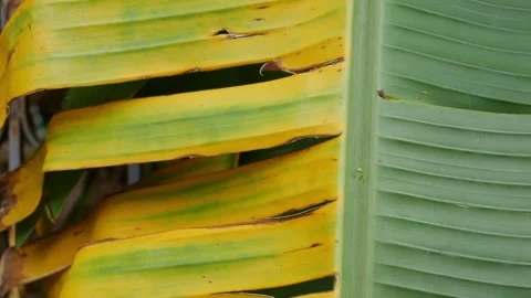 Banana leaf natural pattern background Stock Footage 324426578