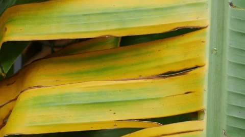 Banana leaf natural pattern background Stock Footage 324426706