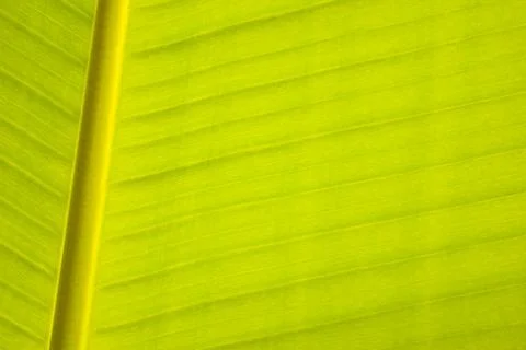 Banana leaf, parallel lines Фото