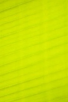 Banana leaf, parallel lines 스톡 사진