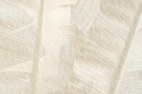 Banana leaf pattern on a beige cement background Stock Photos