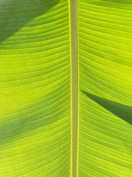 Banana leaf Fotos de archivo