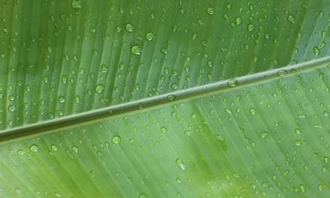 Banana Leaf Stock Photos