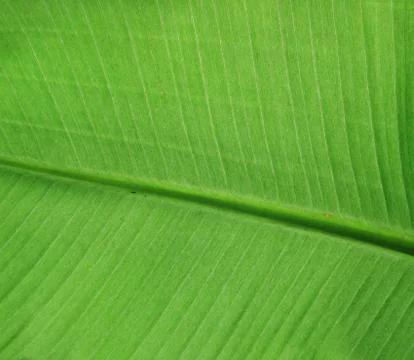 Banana leaf Stock Photos