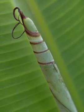 Banana Leaf Stock Photos
