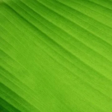Banana leaf Stock Photos