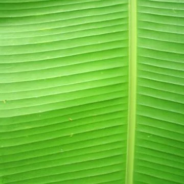 Banana leaf Foto stock