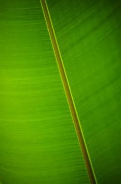 Banana leaf Foto stock