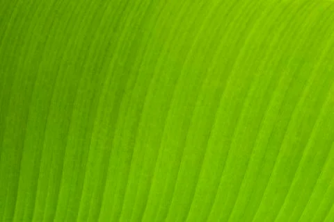 Banana leaf Stock Photos